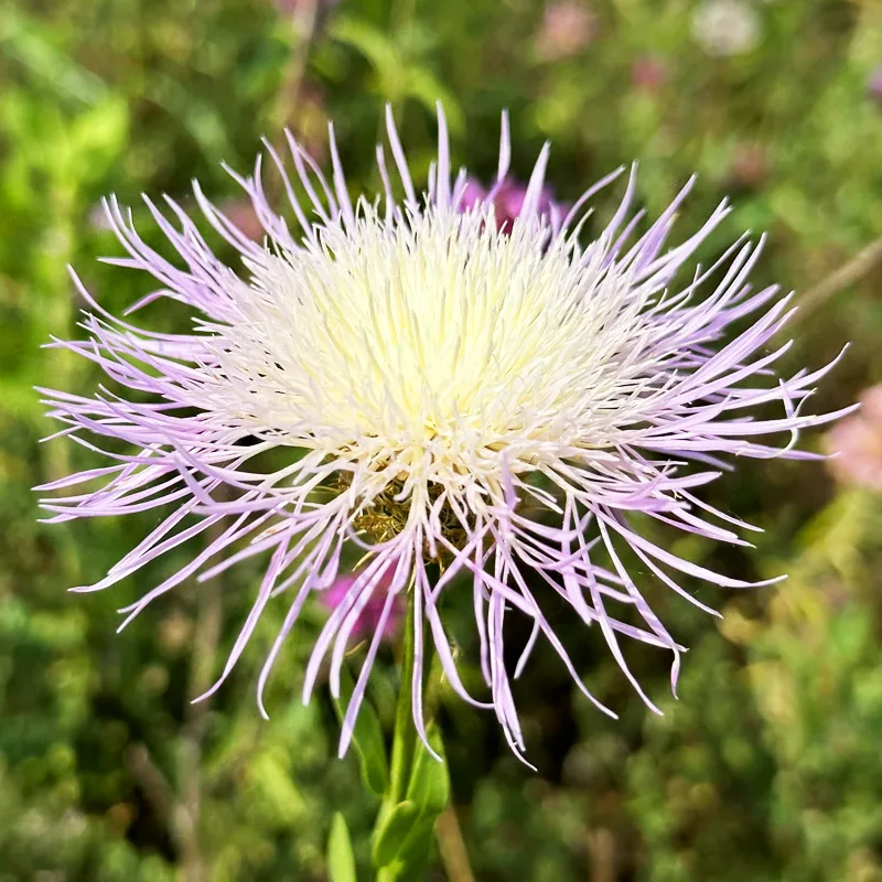 Basketflowers