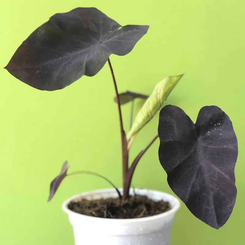 Black Leaf Plants