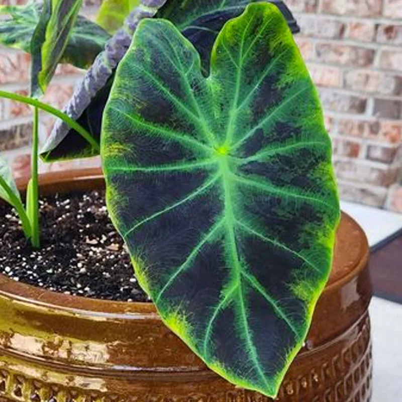 Colocasia Illustris