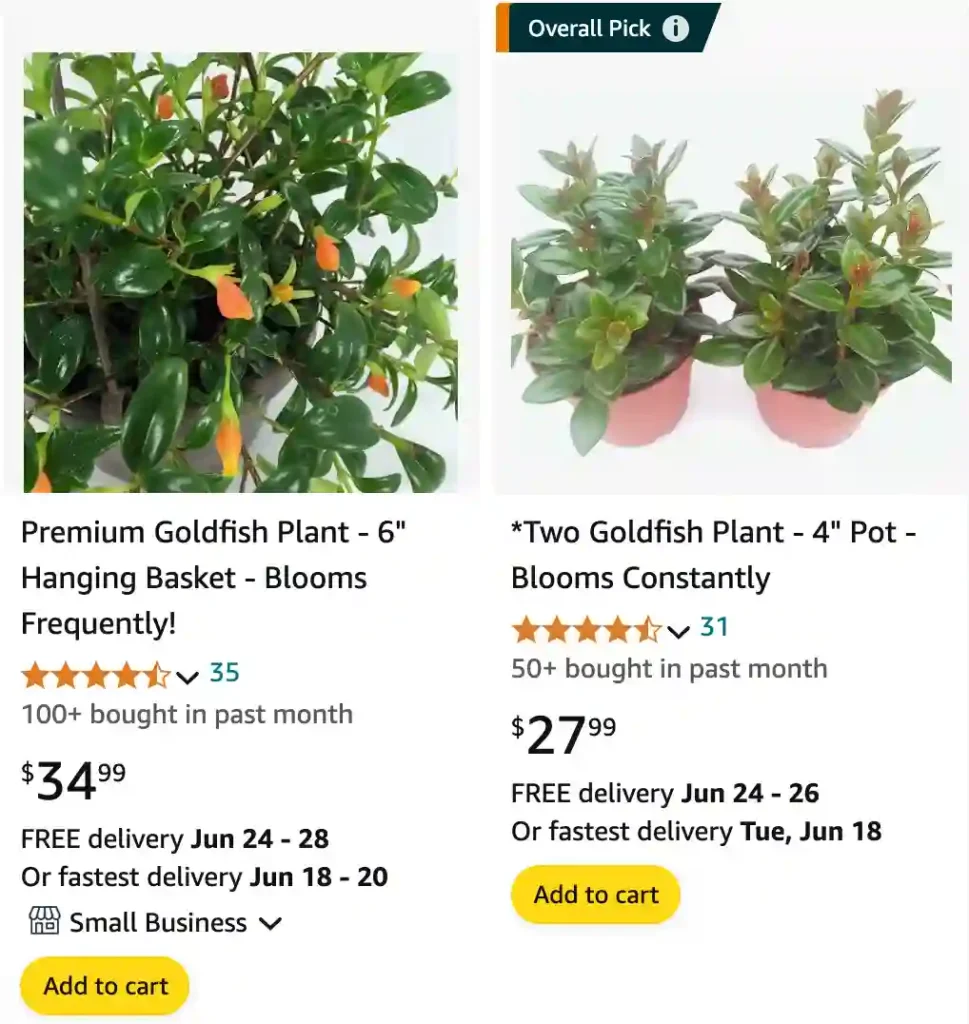 Goldfish Plant | Monsteraholic