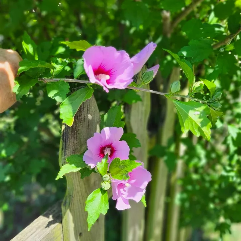 Hibiscus Syriacus