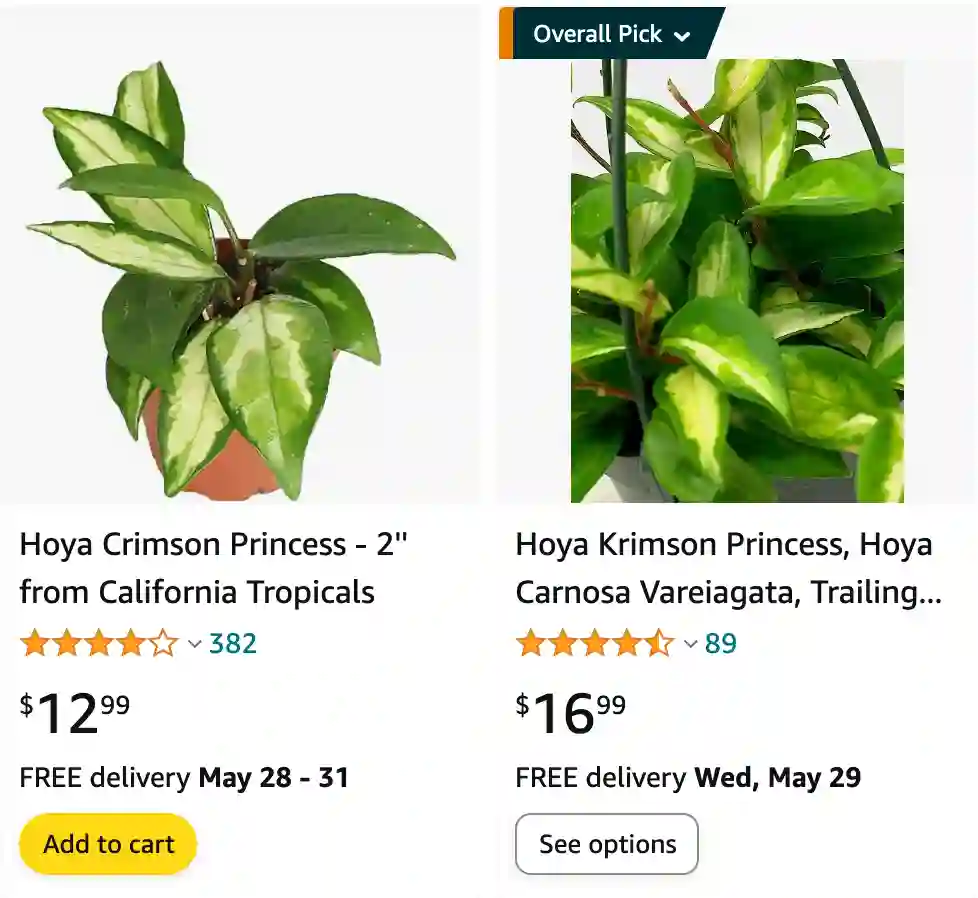 Hoya Krimson Princess | Monsteraholic