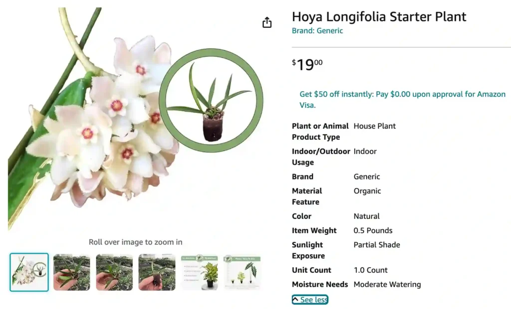 Hoya Longifolia | Monsteraholic