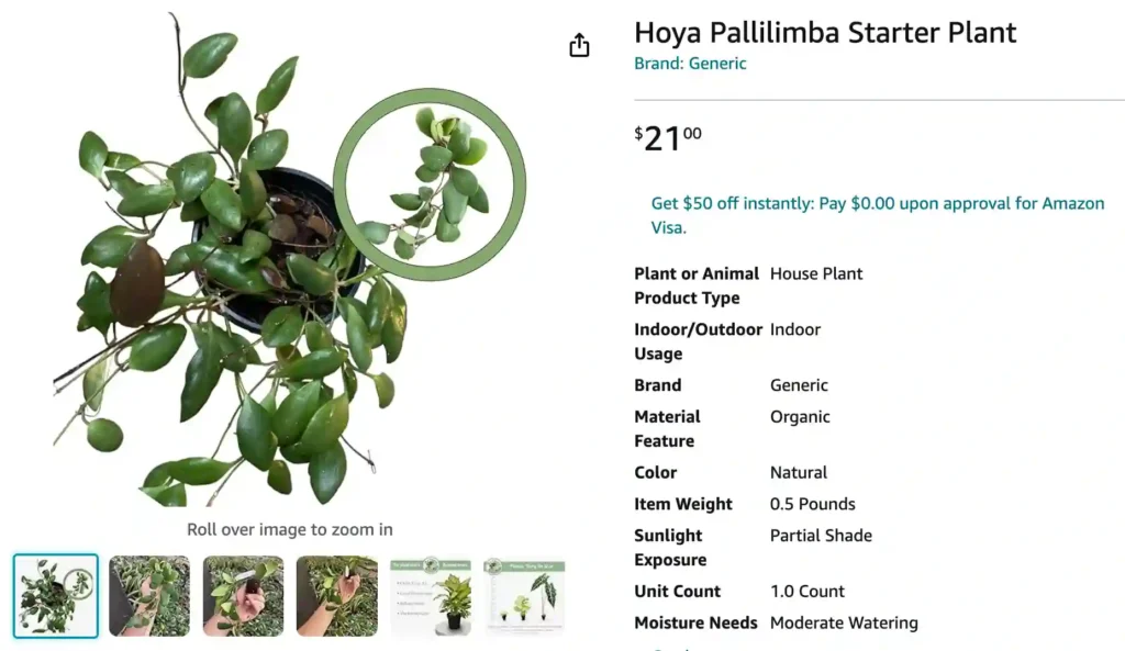 Hoya Pallilimba | Monsteraholic