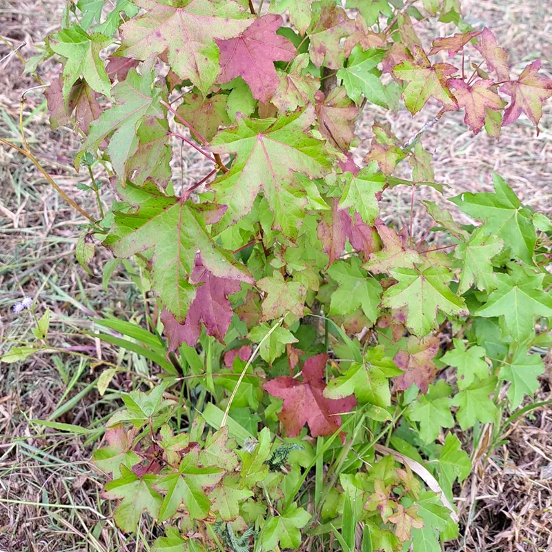 Liquidambar Styraciflua