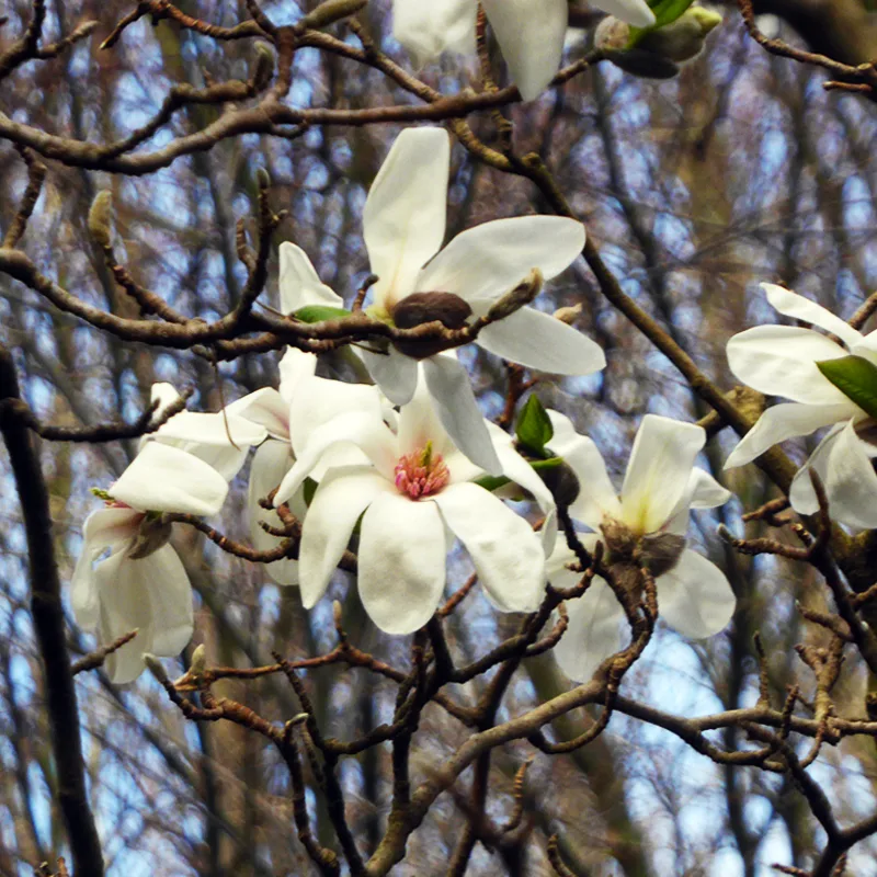 Magnolia Salicifolia