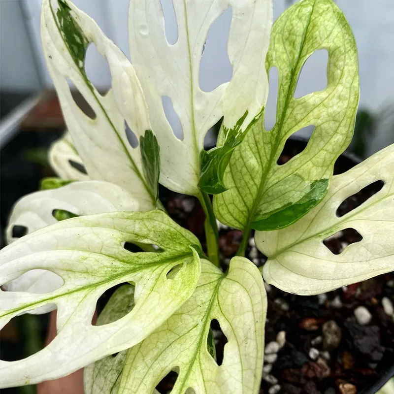 Monstera Adansonii Archipelago