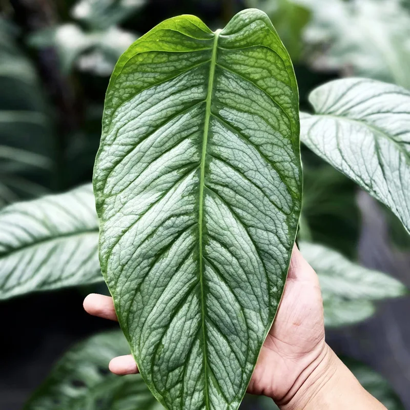 Monstera El Salvador