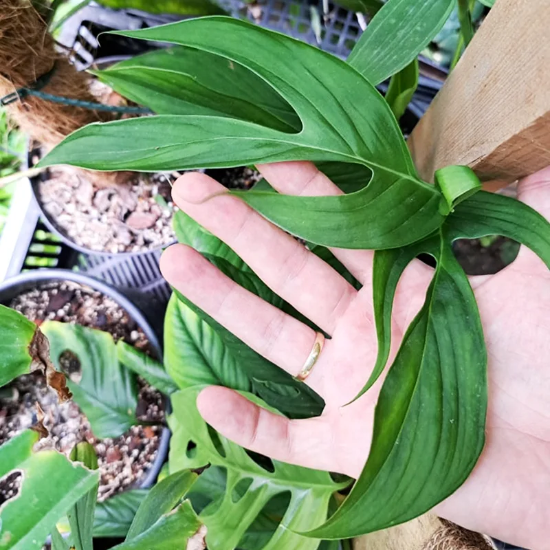 Monstera spruceana