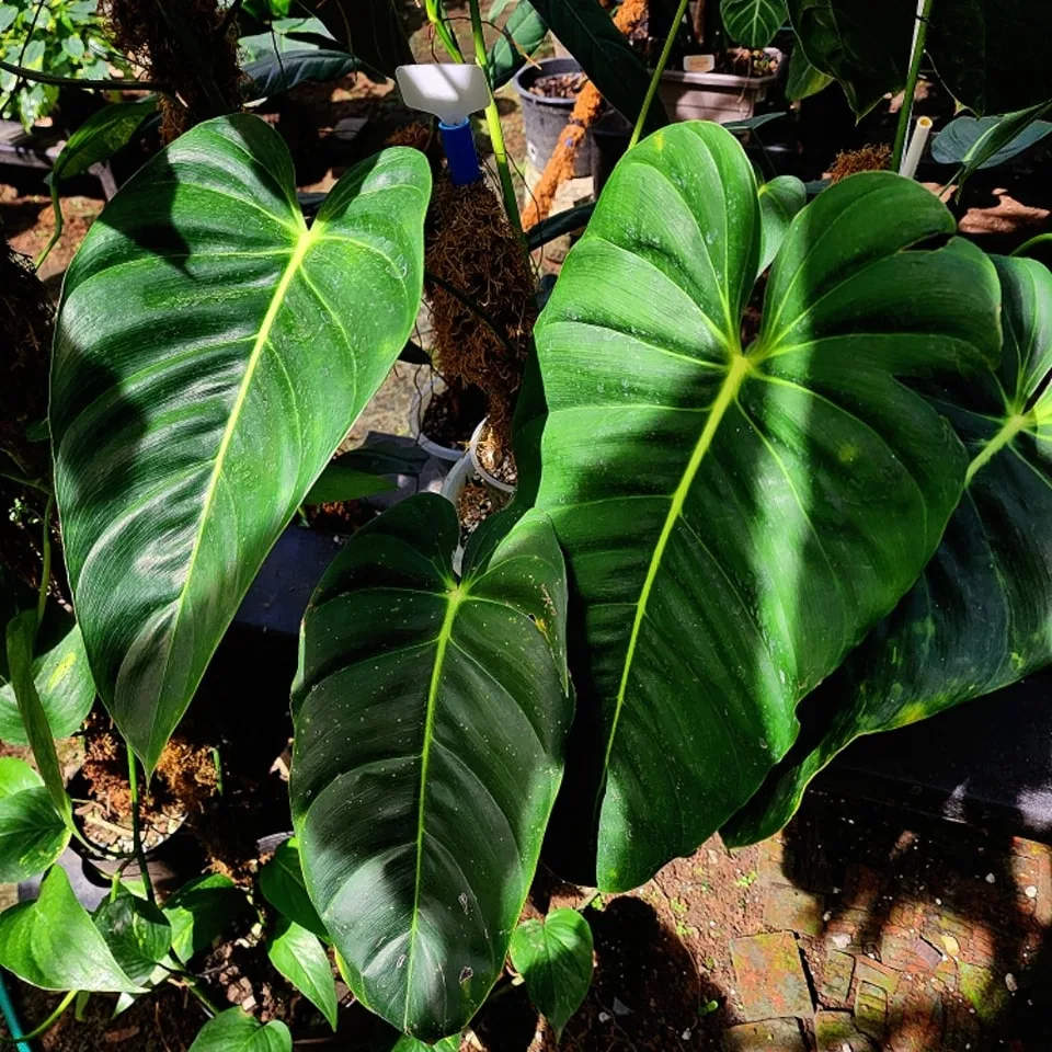 Philodendron Esmeraldense