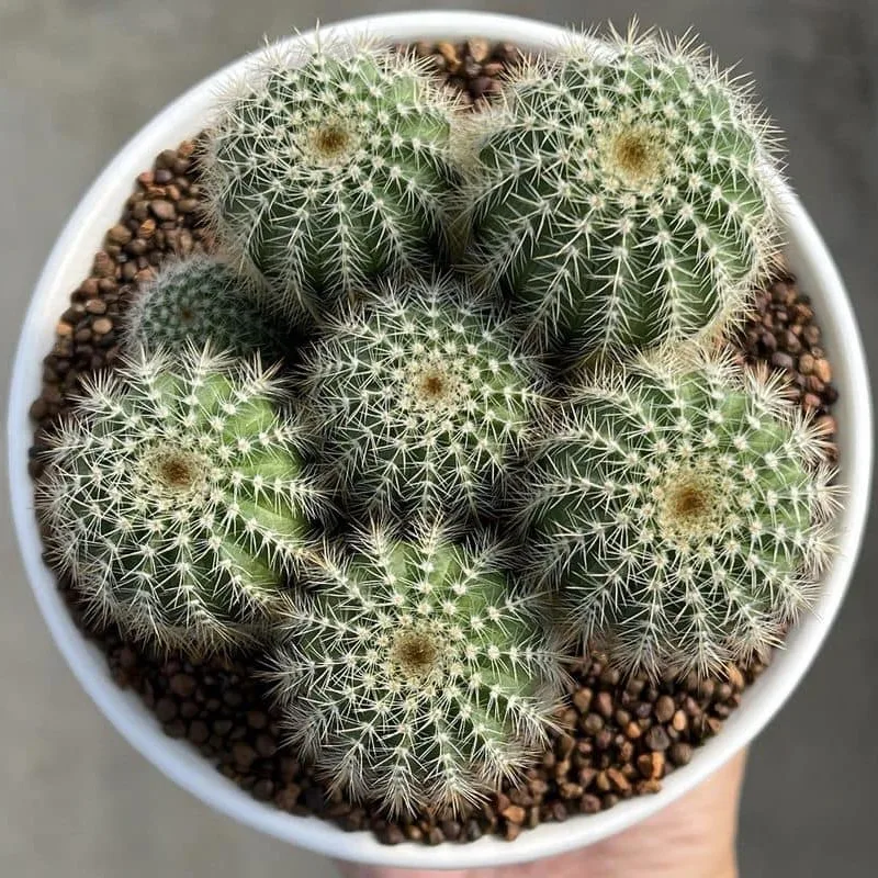 Parodia Magnifica