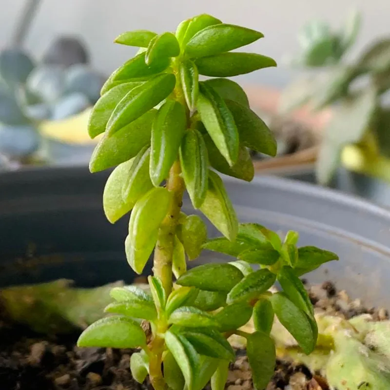 Peperomia Axillaris