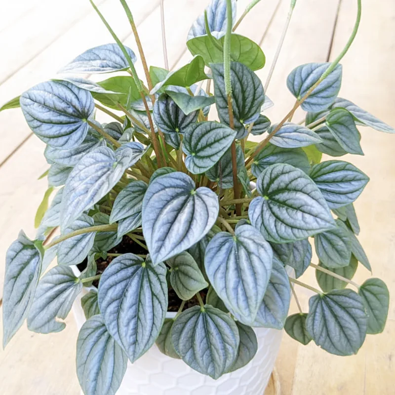 Peperomia Frost