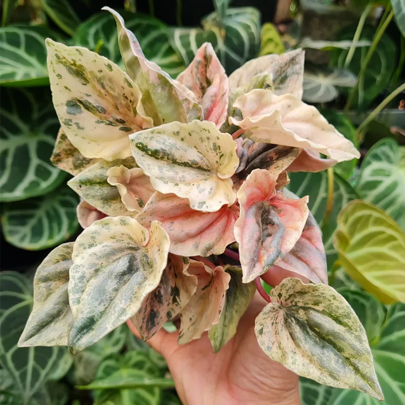 Peperomia