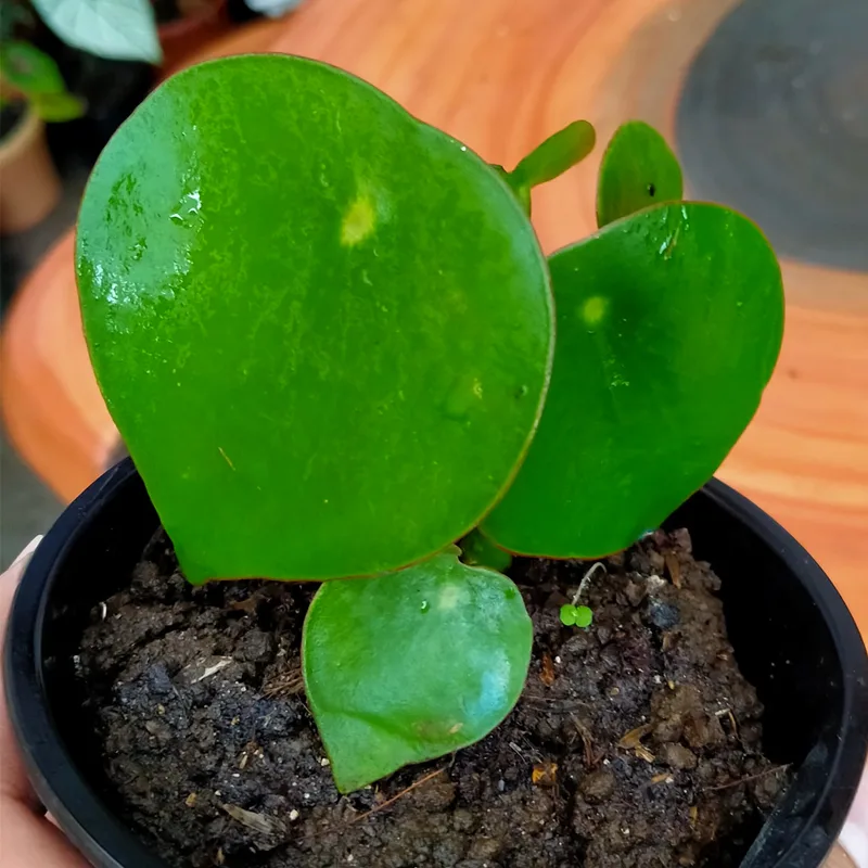 Peperomia Polybotrya 4 monsteraholic jpg | Monsteraholic