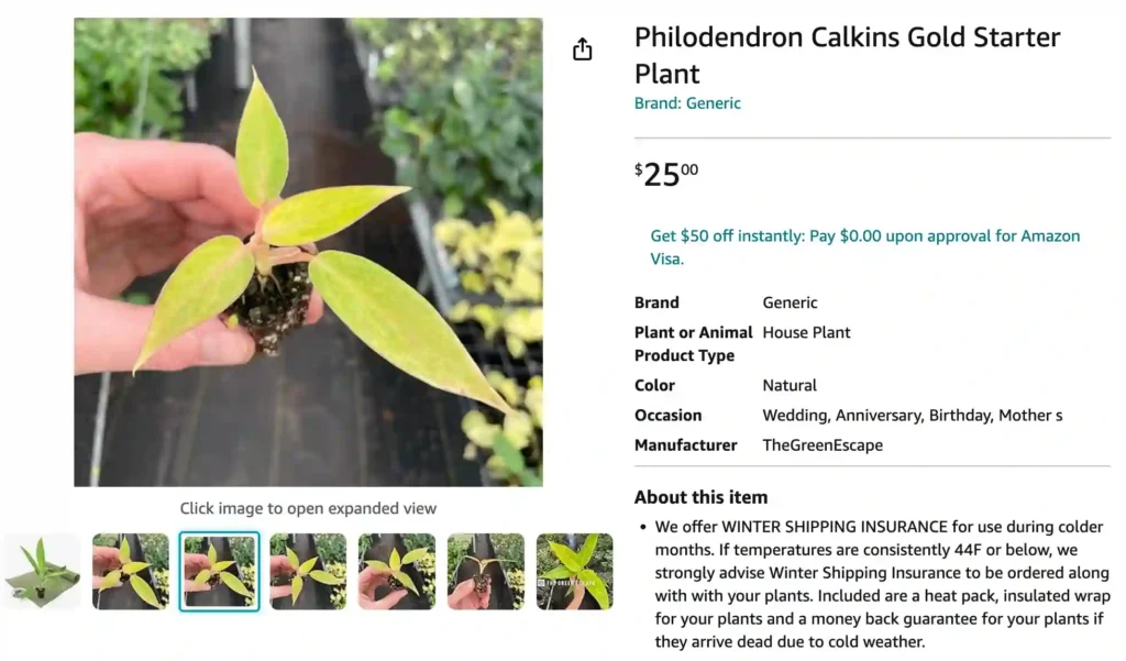 Philodendron Calkins Gold | Monsteraholic