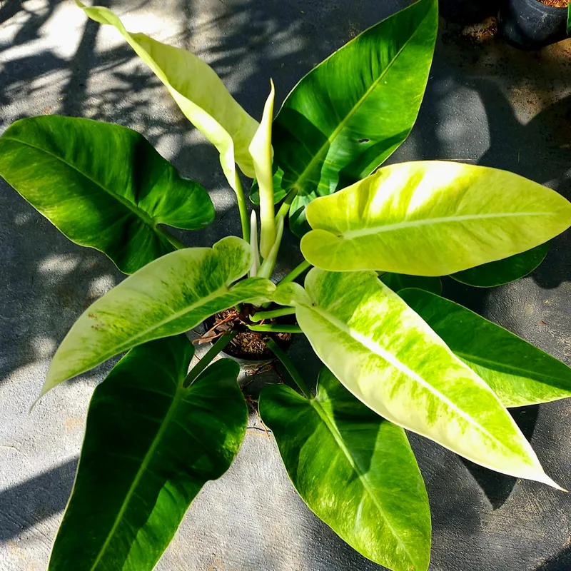 Philodendron Calkins Gold