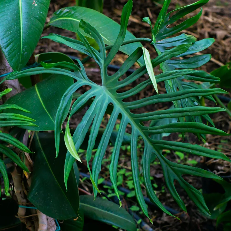 Philodendron Elegans