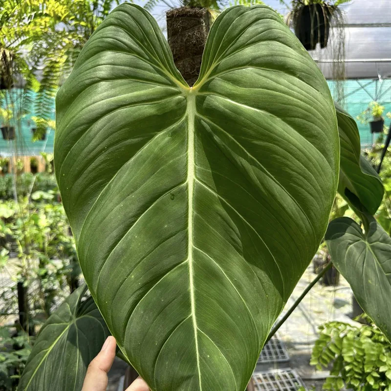 Philodendron Glorious