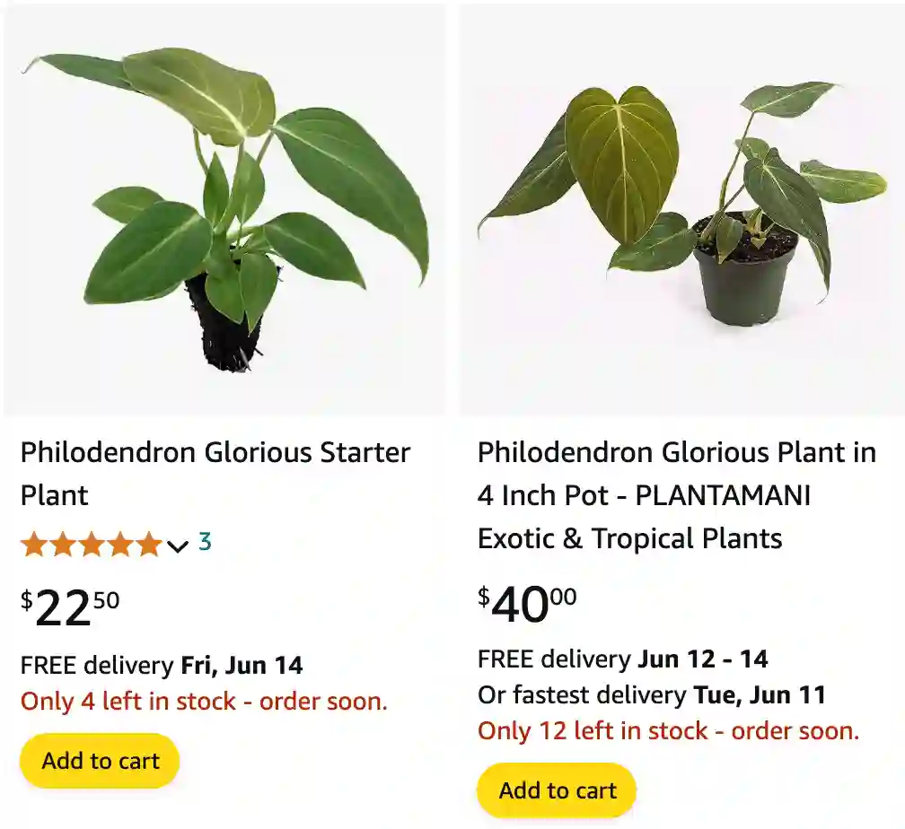 Philodendron Glorious | Monsteraholic