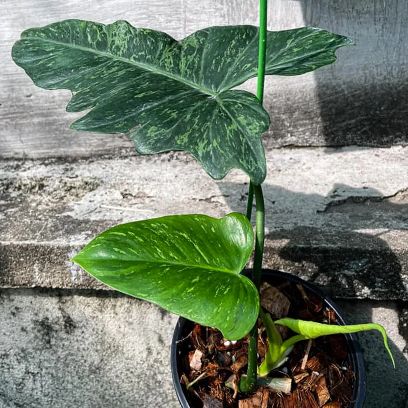 Philodendron Lime Fiddle