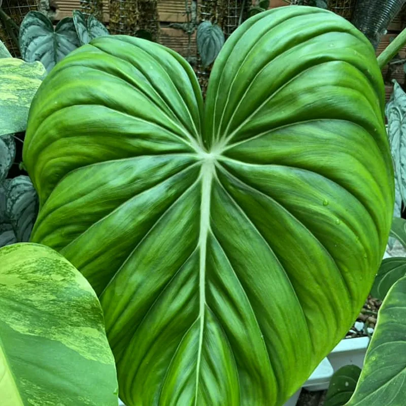 Philodendron Mcdowell