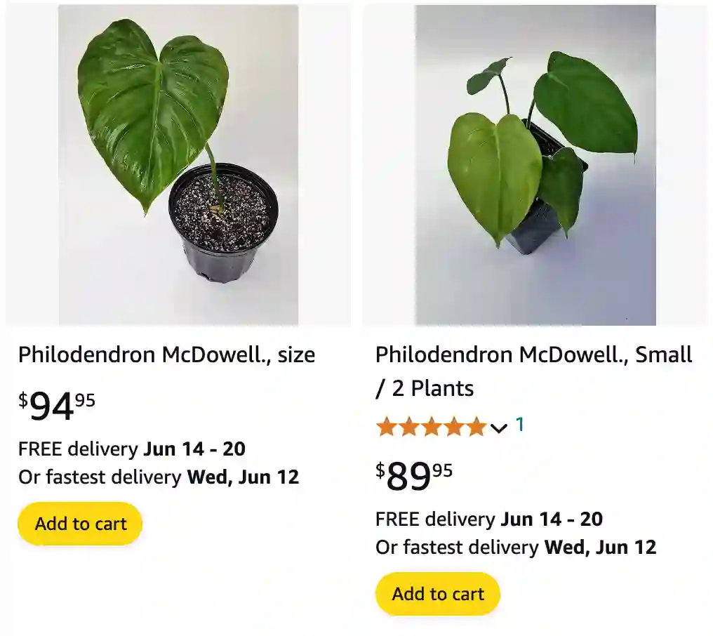 Philodendron Mcdowell | Monsteraholic