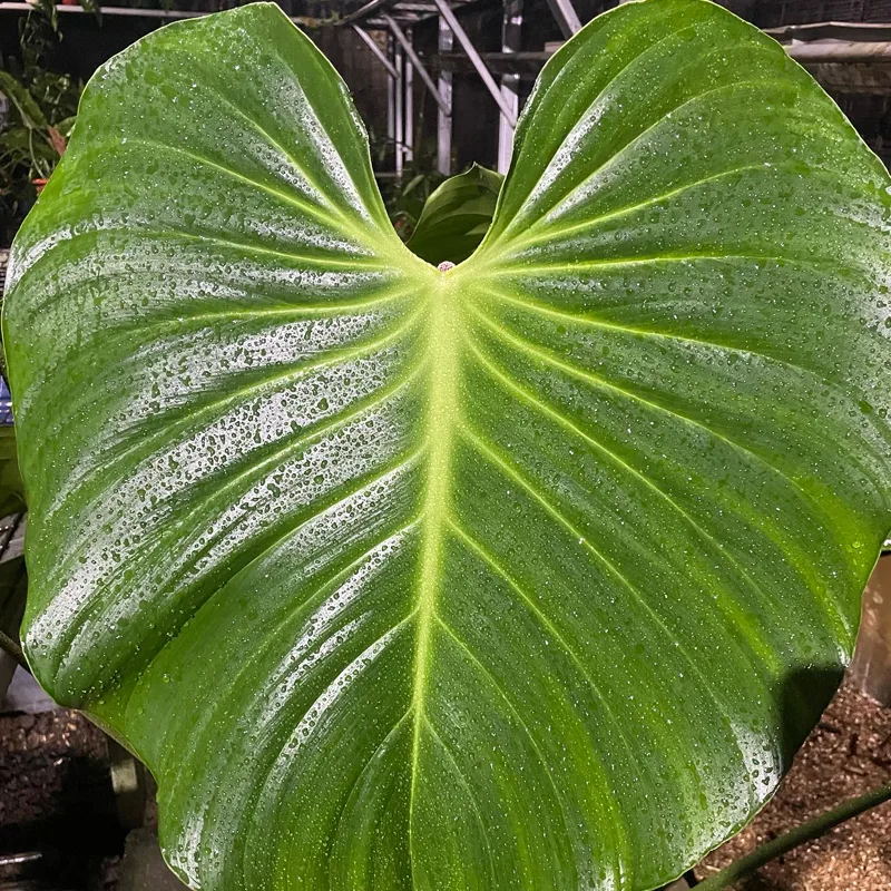 Philodendron Nangaritense