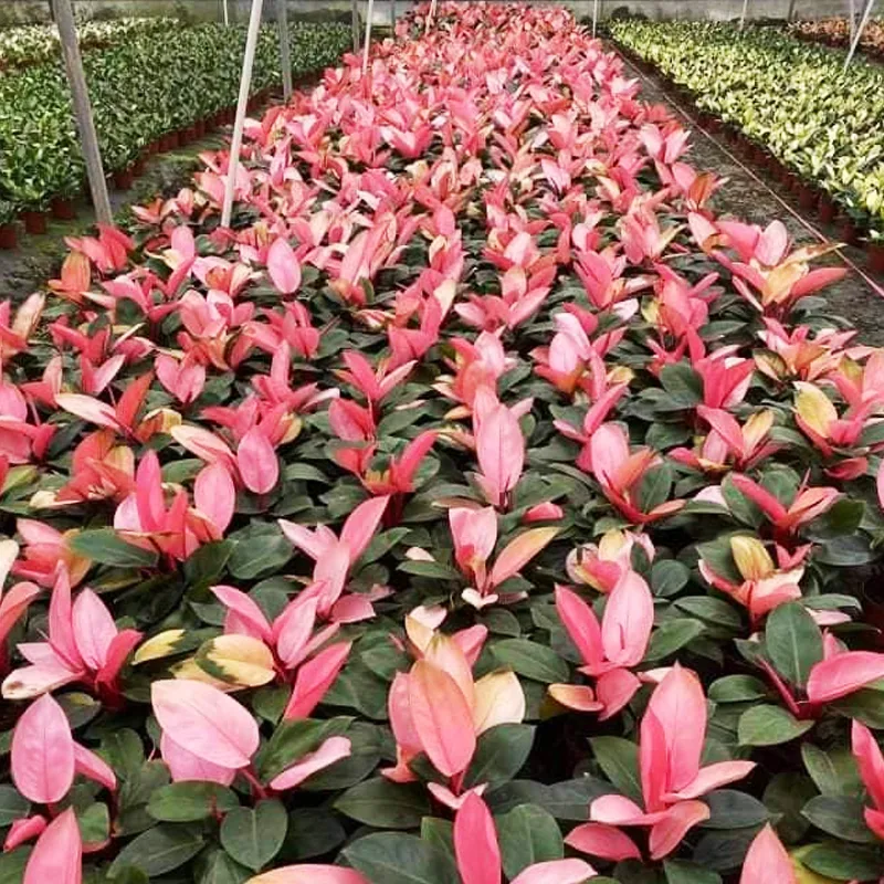 Philodendron Pink Congo