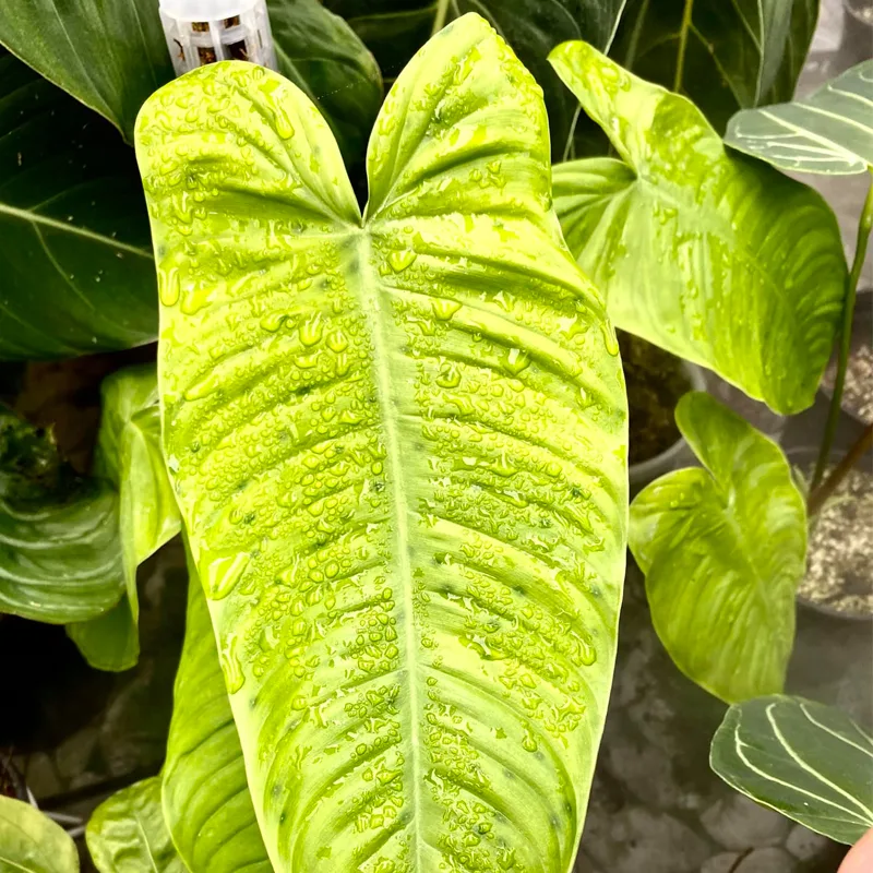 Philodendron Tenue