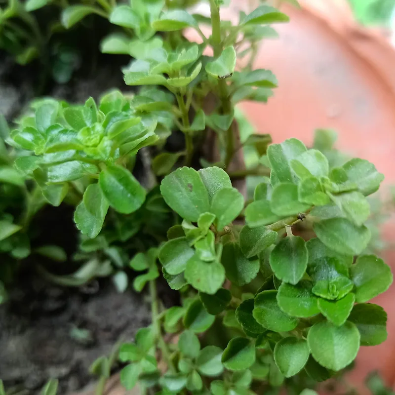 Pilea Depressa