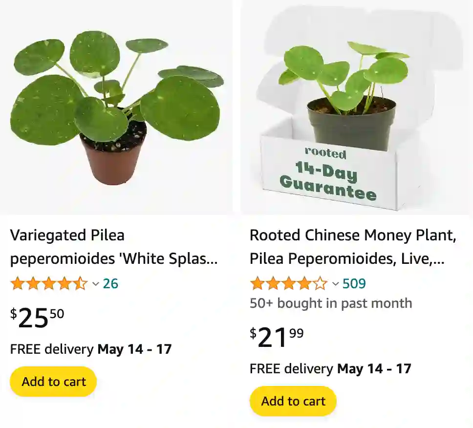 Pilea Peperomioides | Monsteraholic