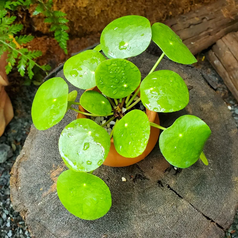 Plant FAQs Pilea Peperomioides Chinese Money Plant Plant FAQs Pilea Peperomioides Chinese Money Plant
