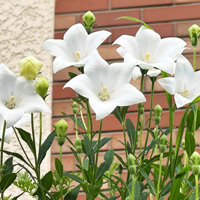 Platycodon Grandiflorus