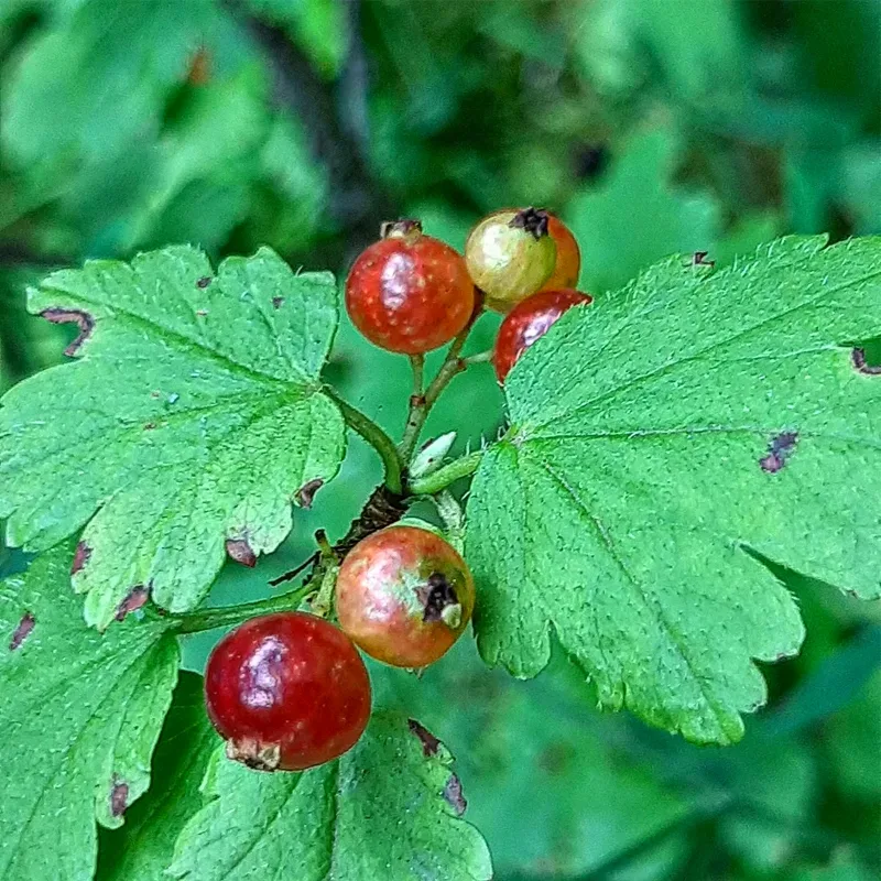 Plant FAQs: Alpine Currant – Ribes Alpinum