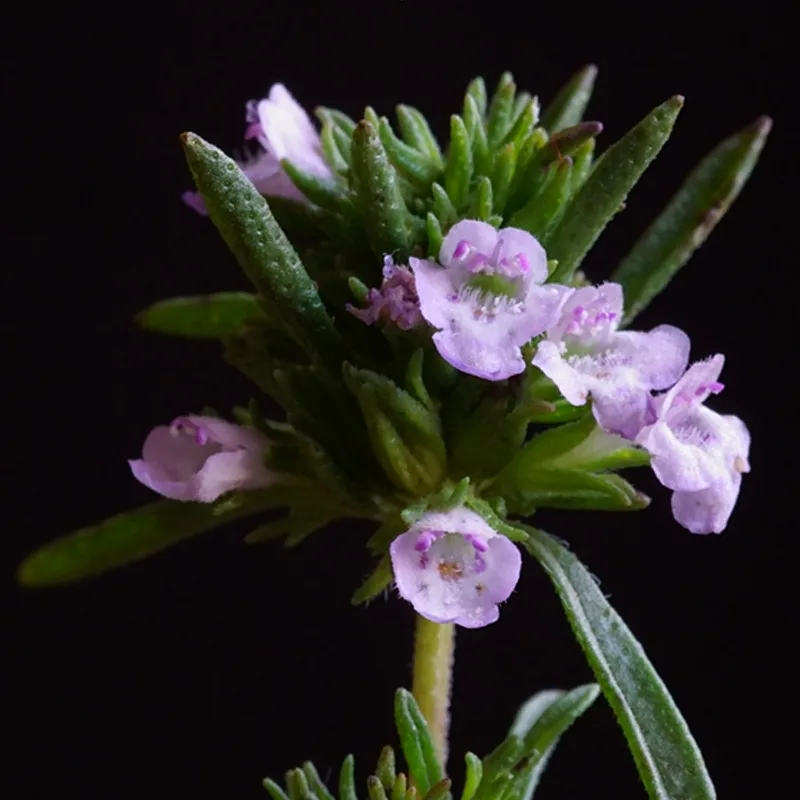 Summer Savory