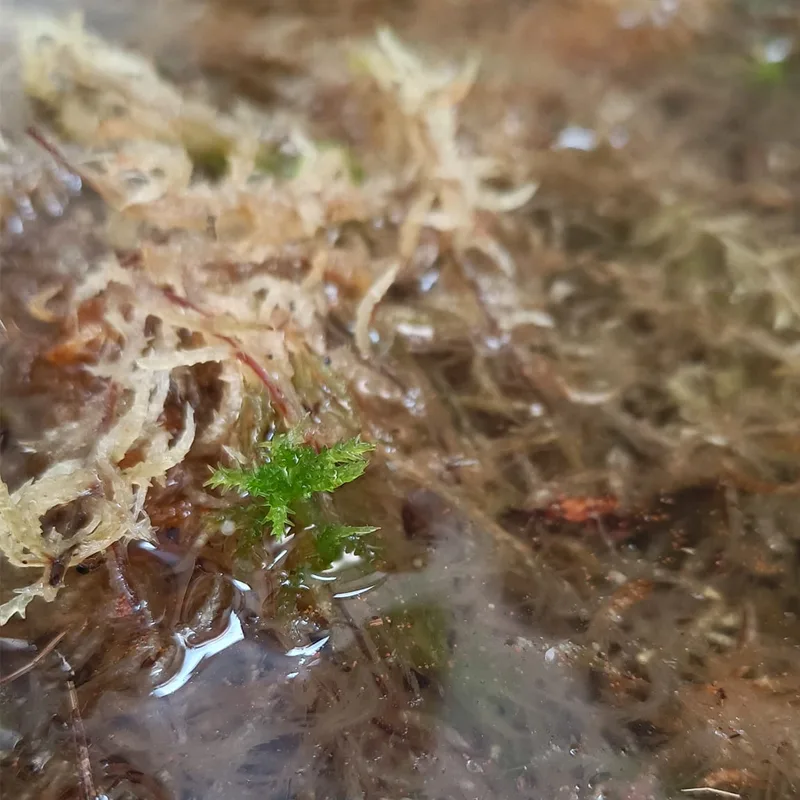 Sphagnum moss