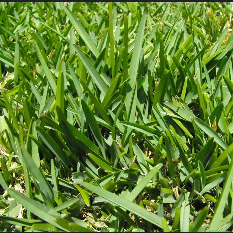 Plant FAQs: Grasses