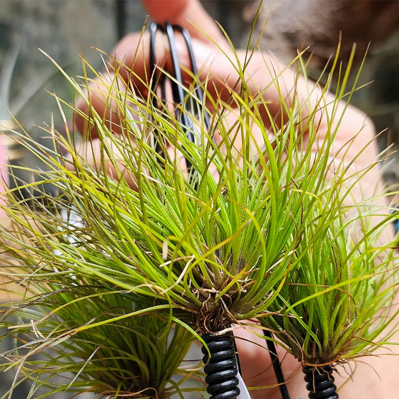 Tillandsia Juncifolia