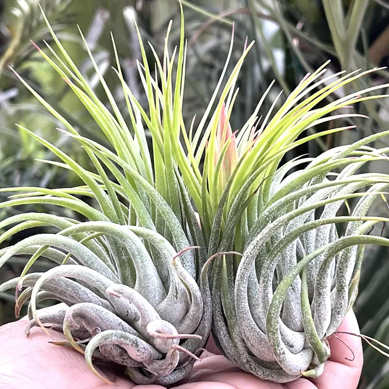 Tillandsia Kolbii