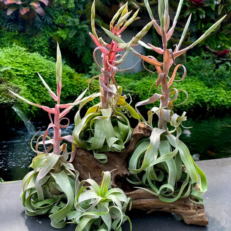 Tillandsia Streptophylla