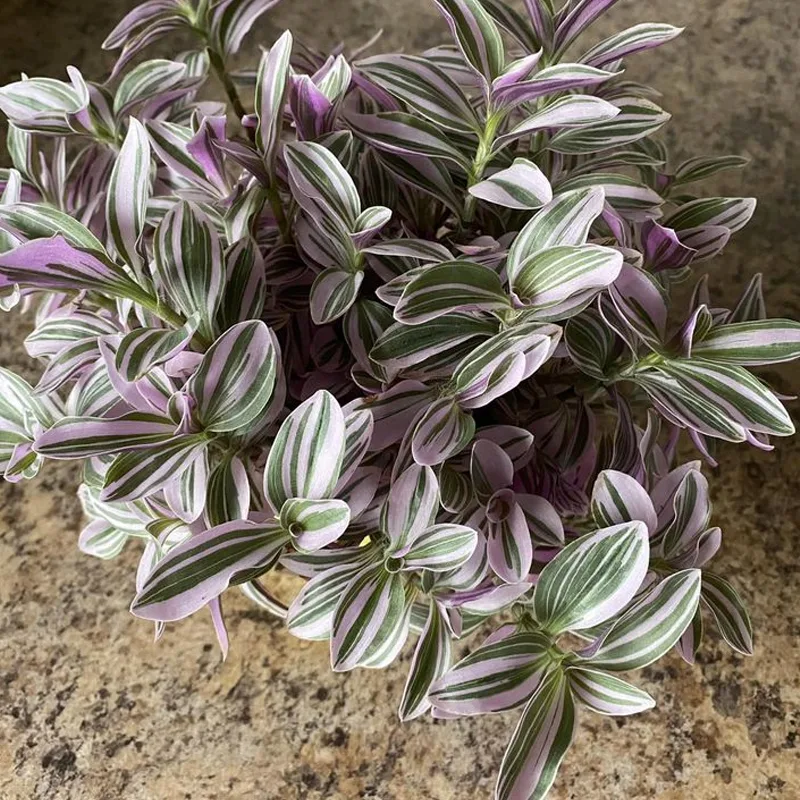 Tradescantia Lilac