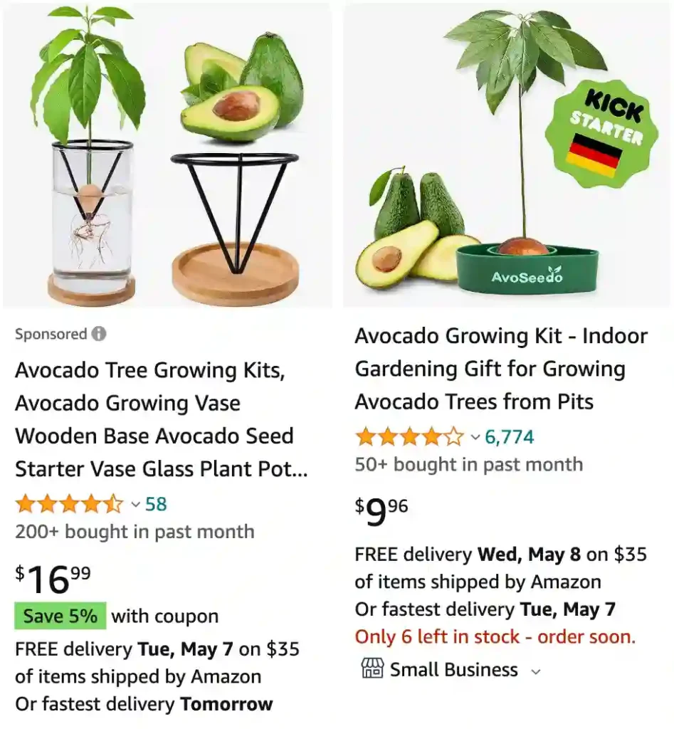 avocado tree | Monsteraholic