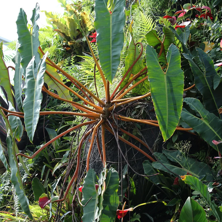 Araceae