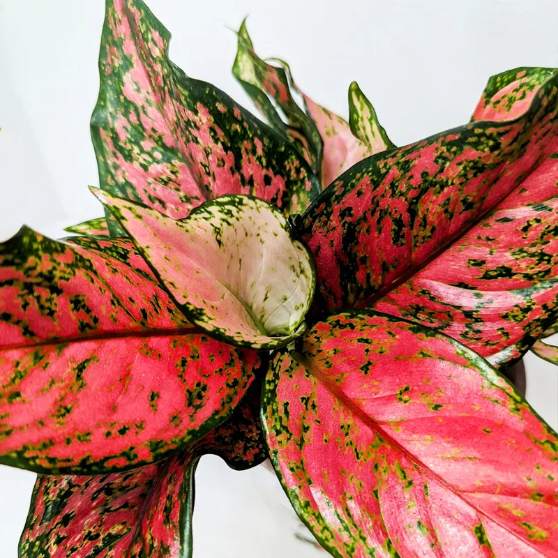 Aglaonema Anyamanee