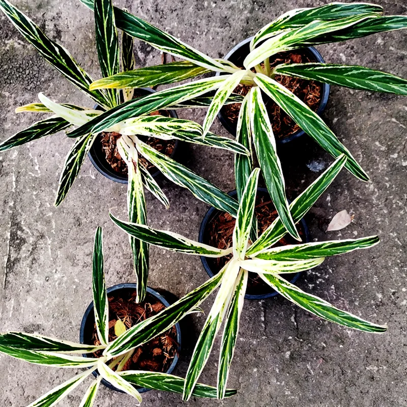 Aglaonema Bamboo