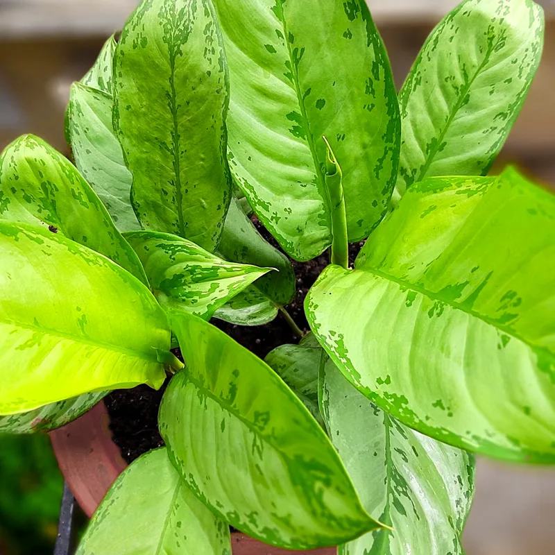 Aglaonema Bj Freeman