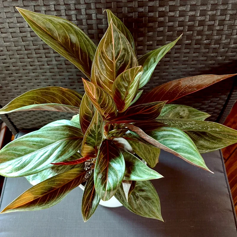 Aglaonema Chocolate