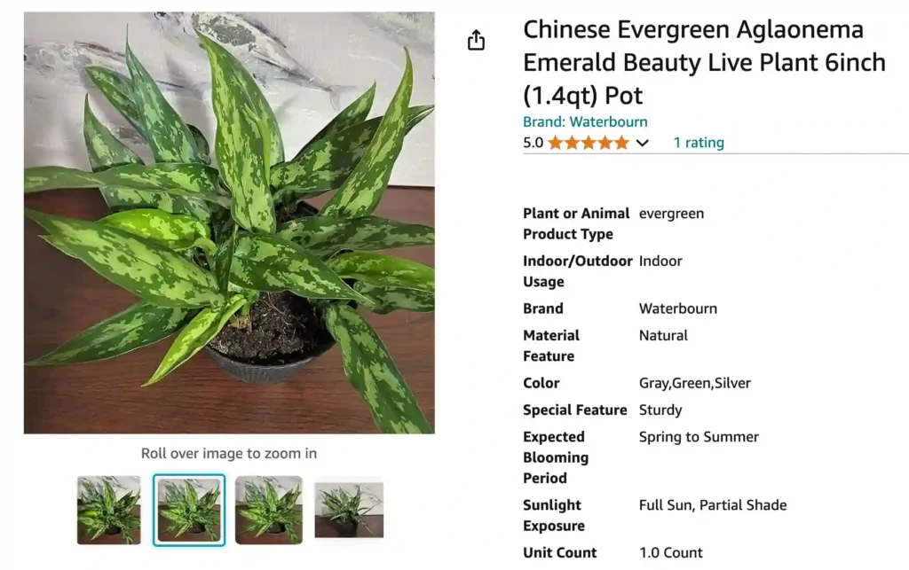 Aglaonema Emerald Beauty | Monsteraholic