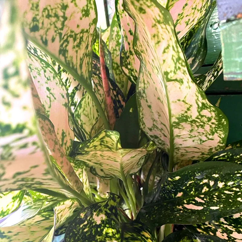 Aglaonema Etta Rose